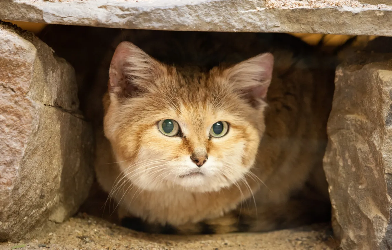 Фото обои кошка, взгляд, песчаный кот, барханная кошка, sand cat