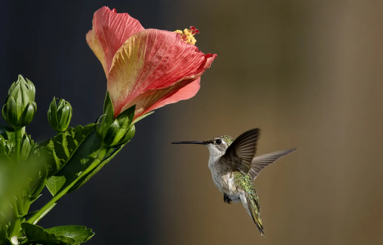 Фото обои цветы, птица, колибри, гибискус