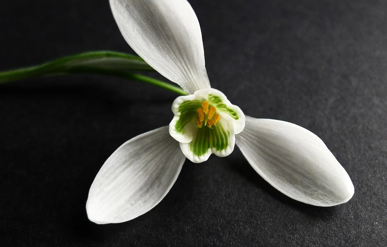 Фото обои белый, цветок, макро, поверхность, подснежник