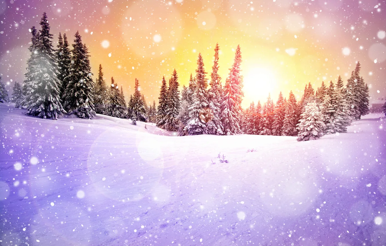Фото обои зима, лес, солнце, снег, деревья, снежинки, рассвет, елки