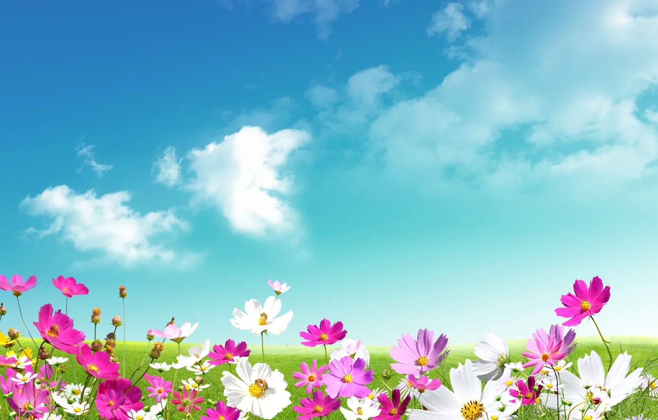 Фото обои небо, трава, листья, облака, цветы, свежесть, green, ромашки