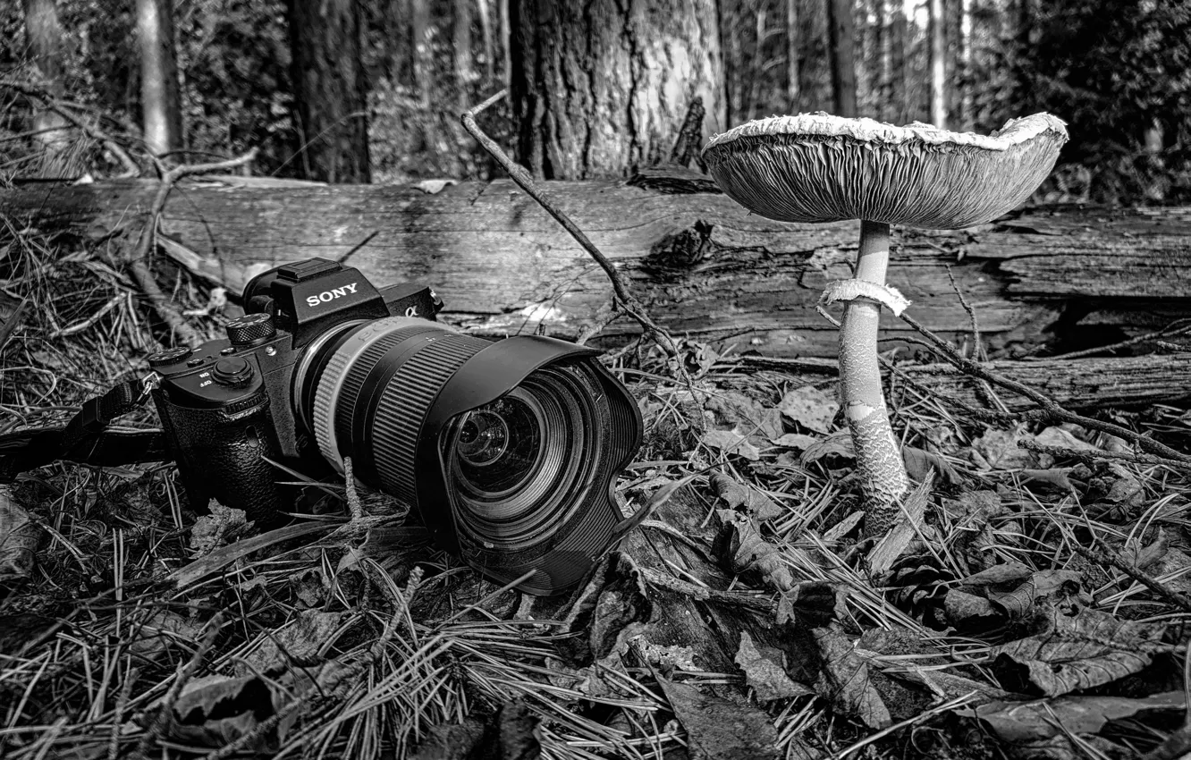 Фото обои лес, макро, природа, гриб, фотоаппарат, sony, черно - белое, поганка
