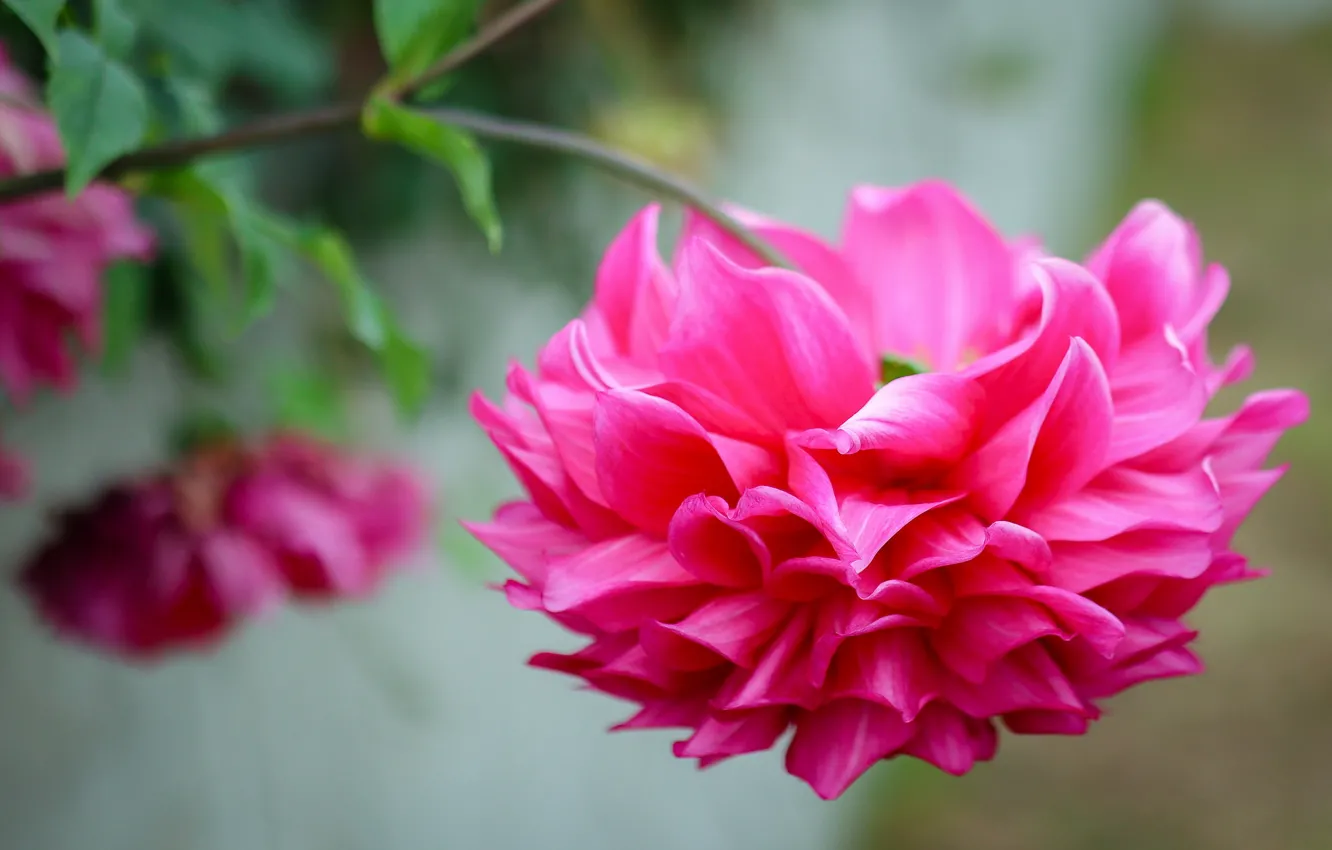 Фото обои цветок, фон, розовая, георгина, яркая