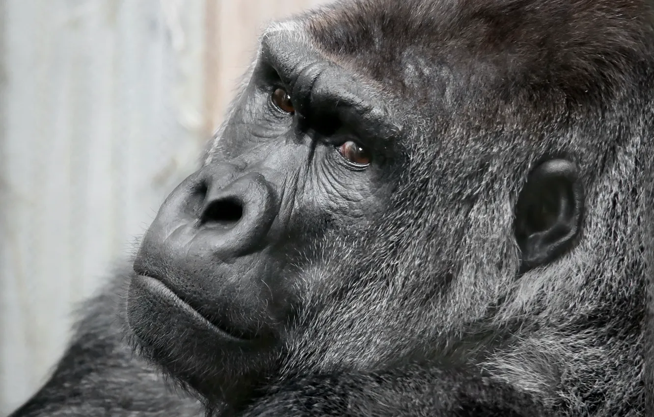 Фото обои взгляд, обезьяна, Gorilla
