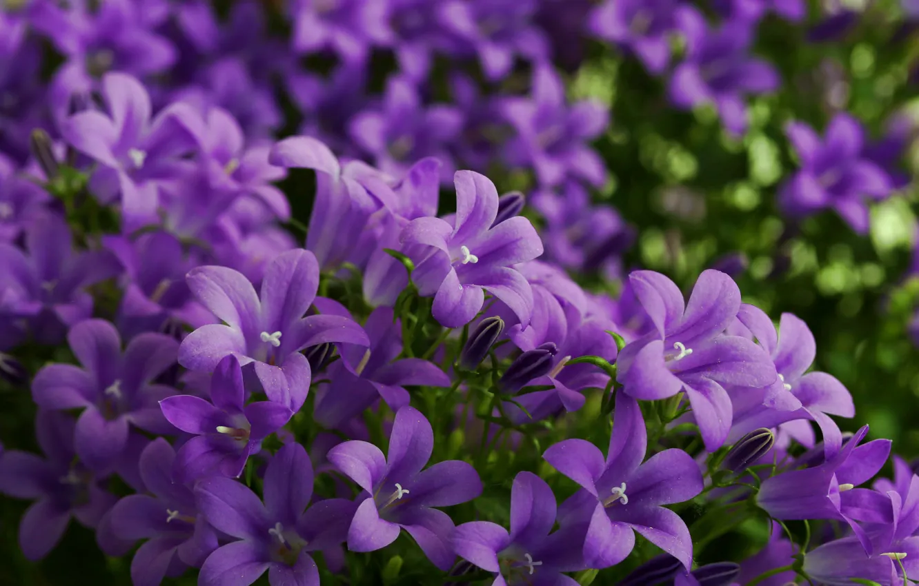 Фото обои фиолетовый, макро, цветы, колокольчики, лето.цветение