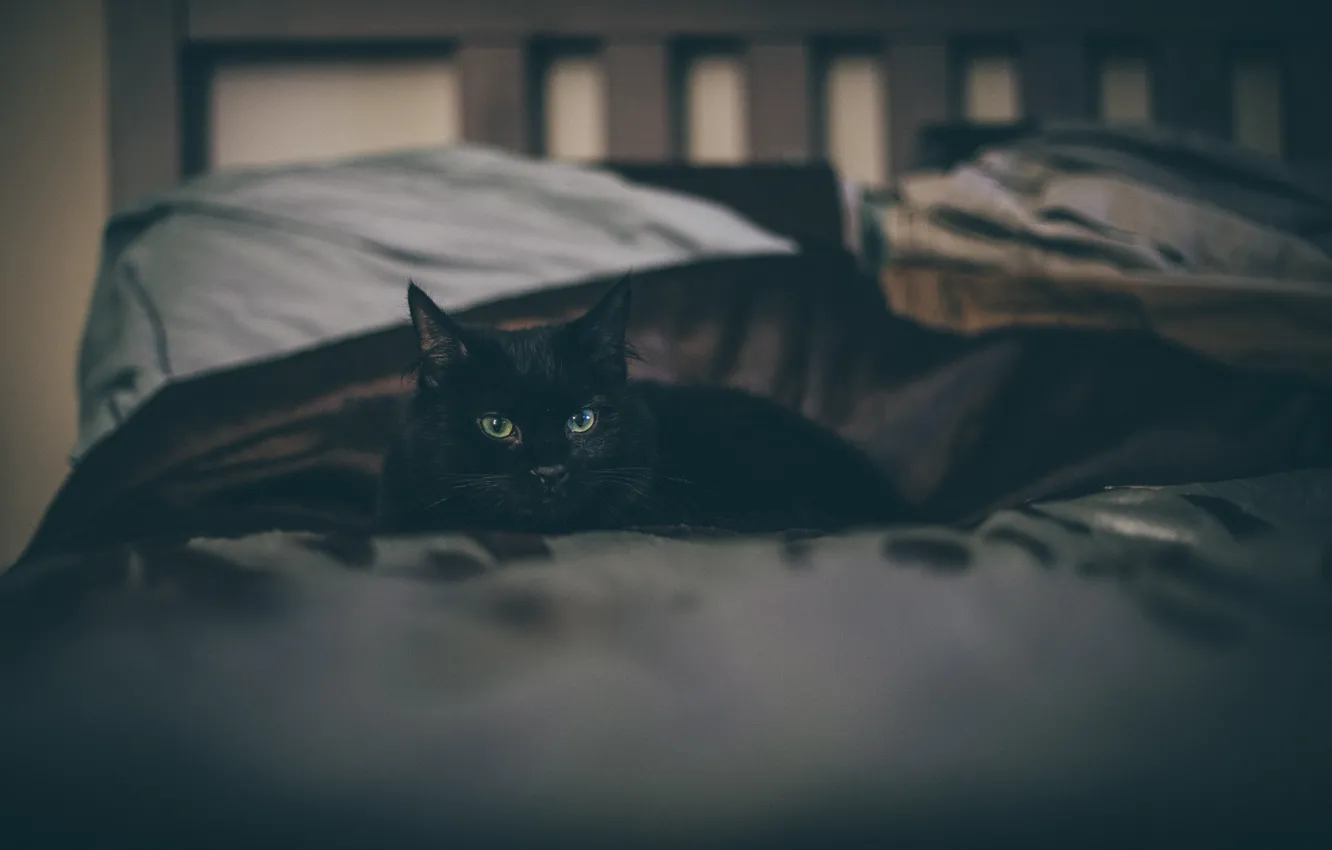 Фото обои кот, черный, лежит