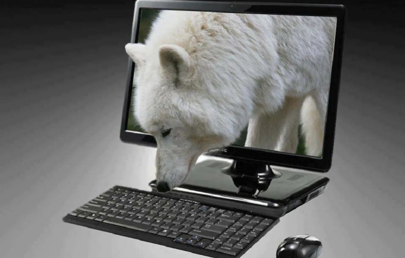 Фото обои face, wolf, wildlife, head, laptop, fur, mammal, whiskers