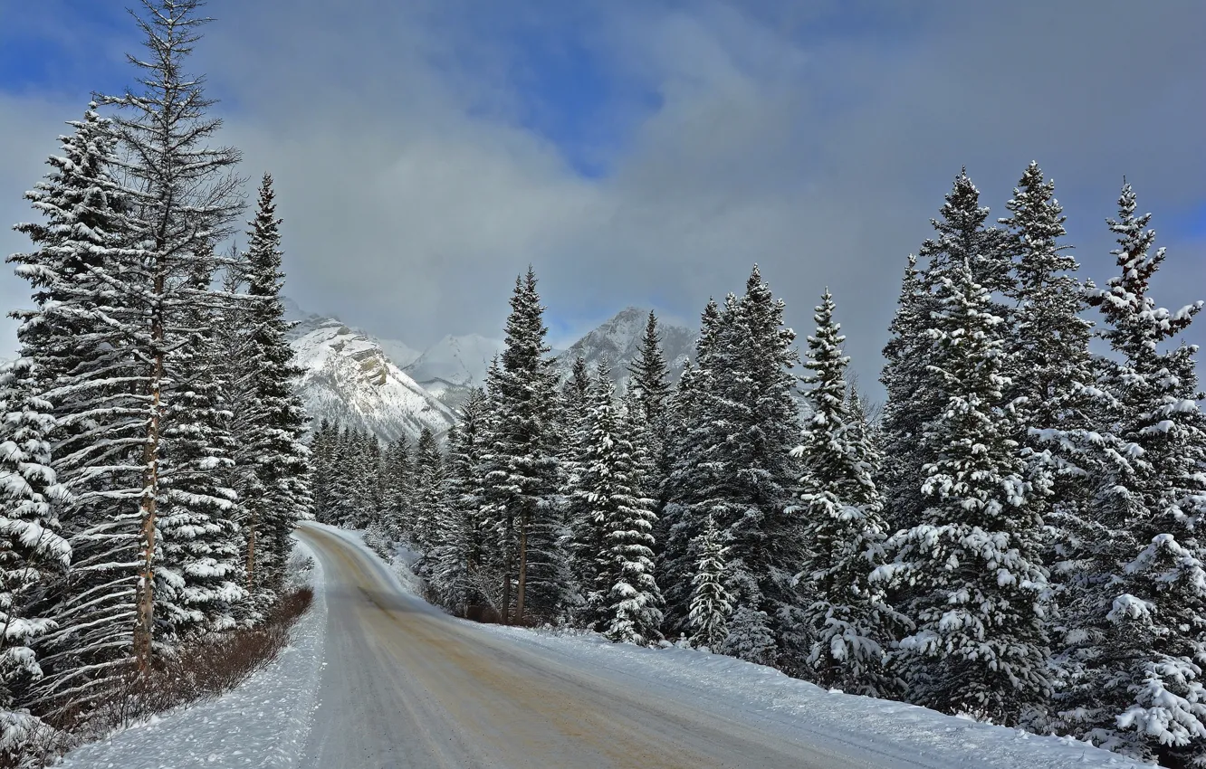 Фото обои зима, дорога, лес, снег, природа