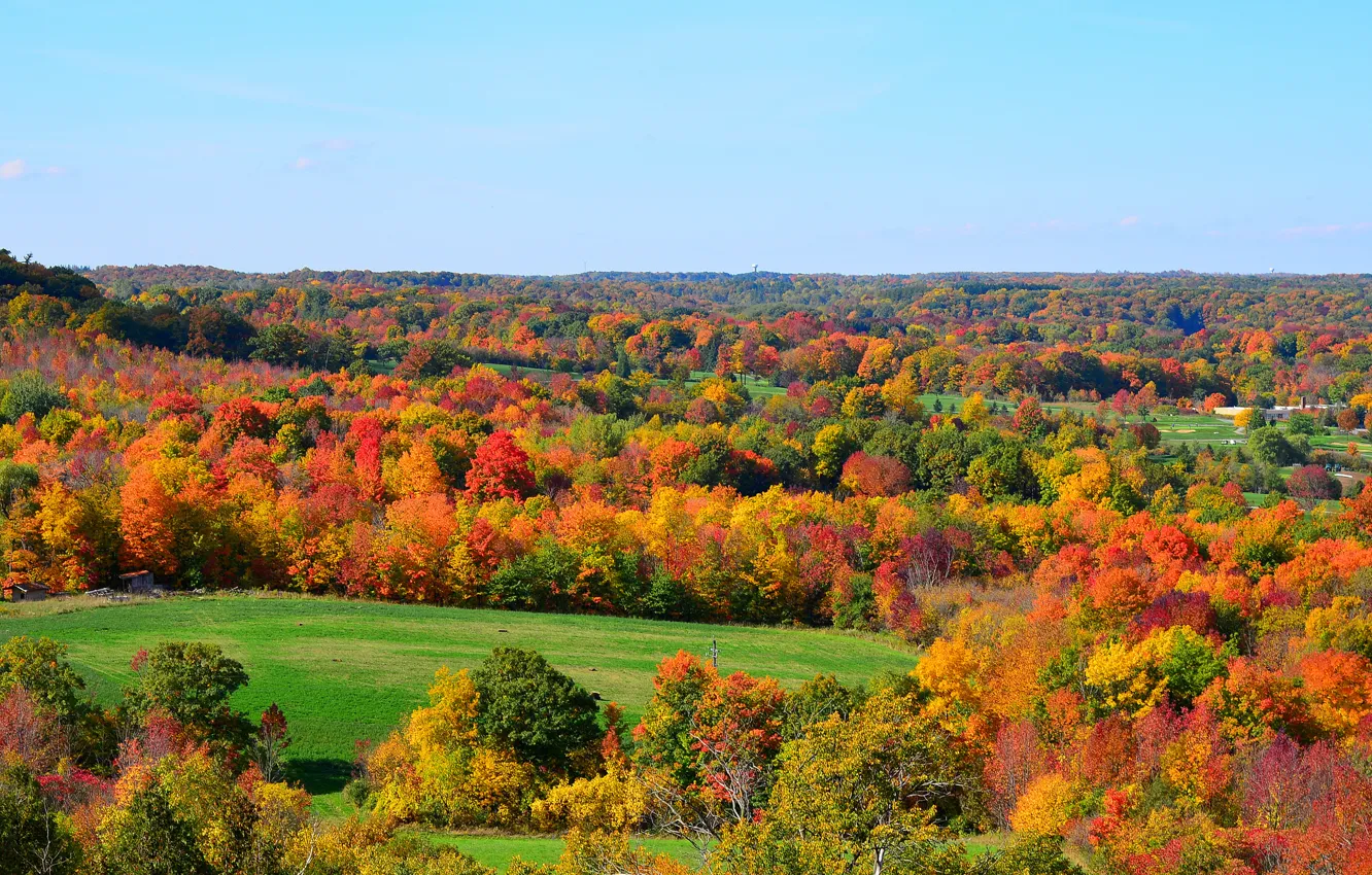 Фото обои поле, осень, лес, небо, трава, деревья, холмы