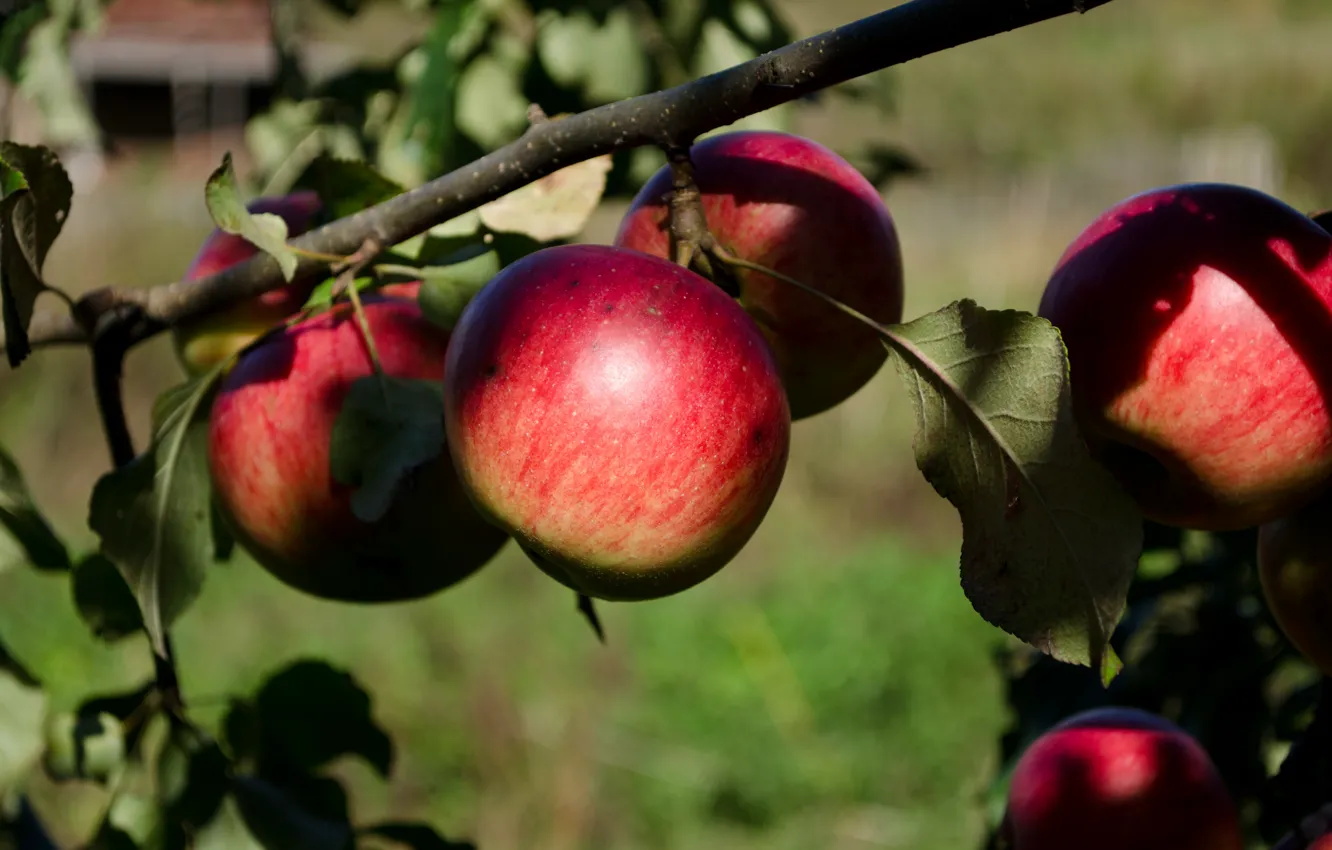 Фото обои осень, яблоки, сад