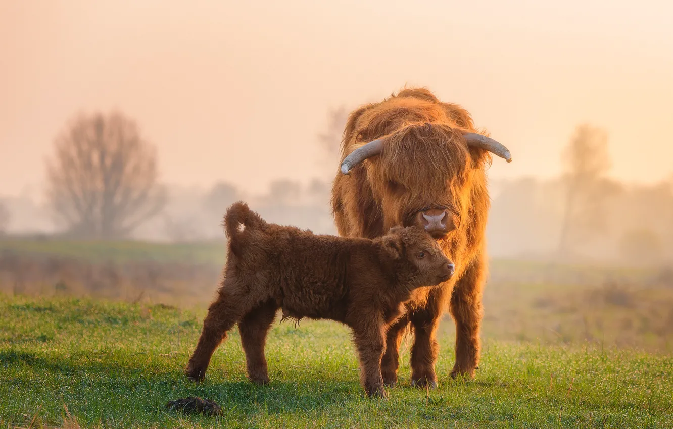 Фото обои поле, малыш, теленок, шотландская корова