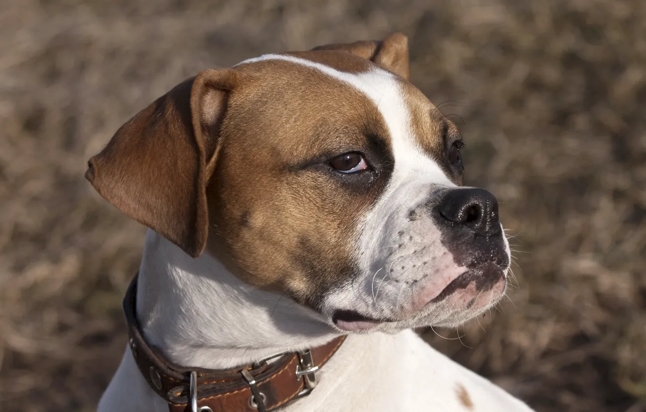 Фото обои взгляд, друг, собака