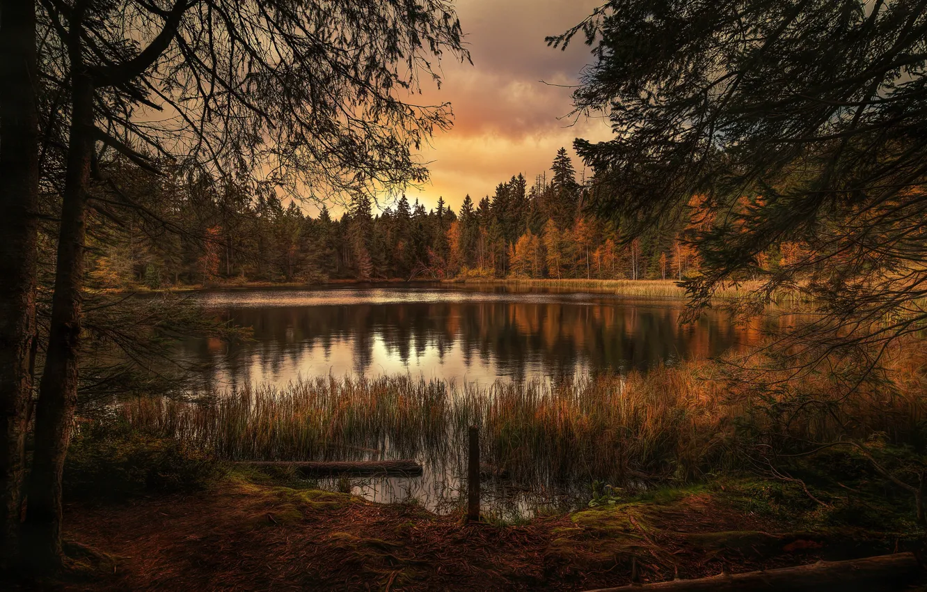 Фото обои лес, деревья, озеро, The silence of nature