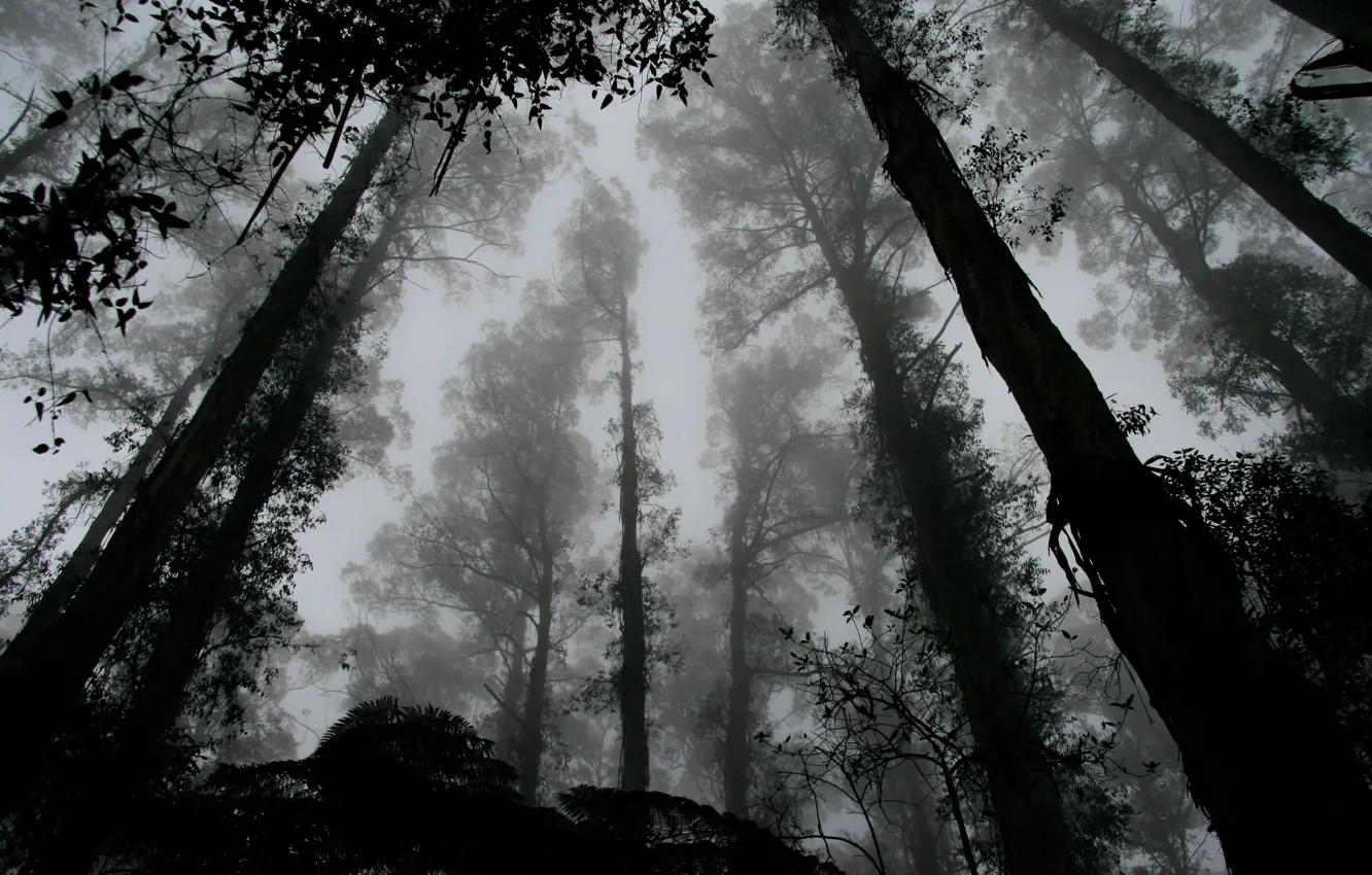 Фото обои forest, trees, leaves, fog, black and white, b/w, contrast