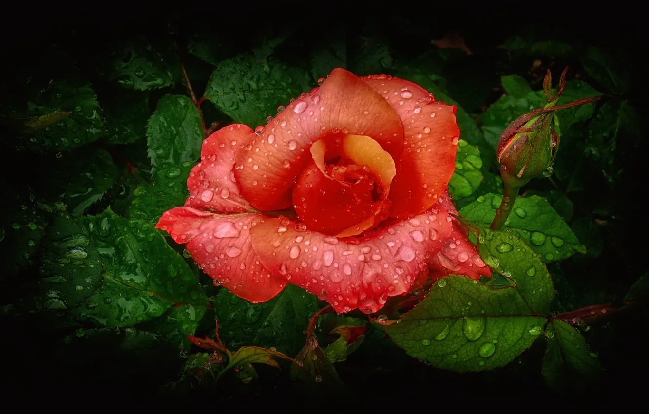Фото обои цветок, листья, вода, капли, роза, лепестки, бутон