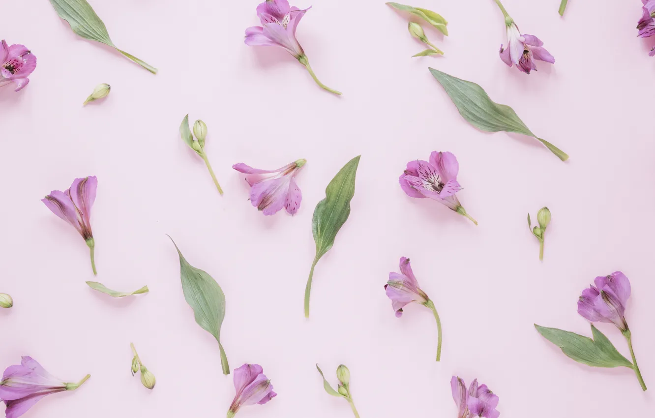 Фото обои цветы, фон, лепестки, розовые, pink, flowers, petals, floral