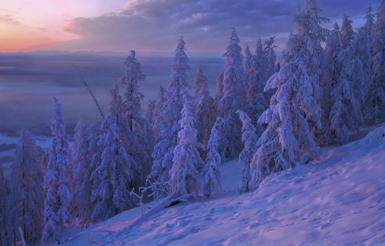 Фото обои зима, снег, деревья, закат, ели, Россия, Владимир Рябков