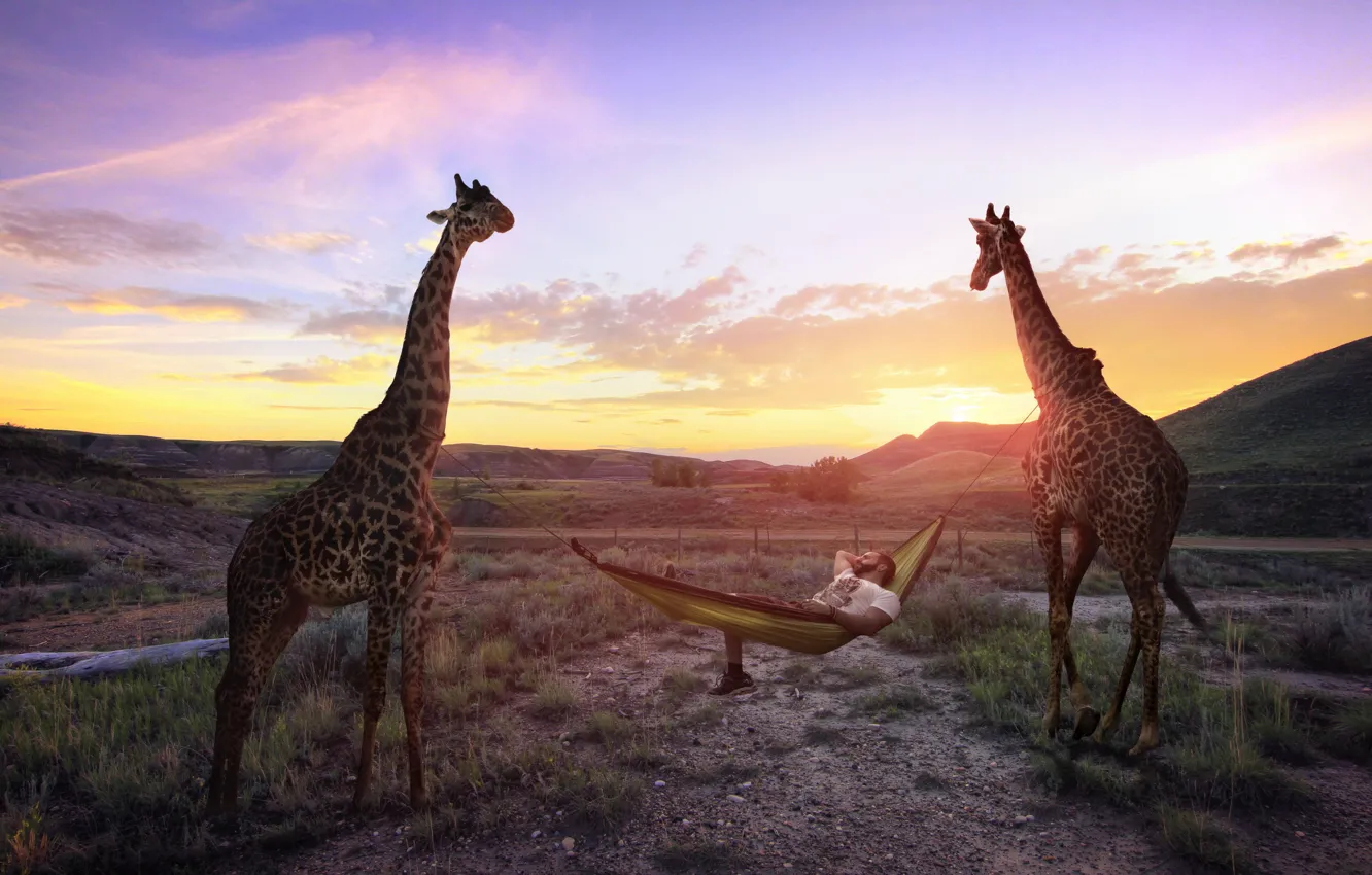 Фото обои отдых, гамак, жирафы