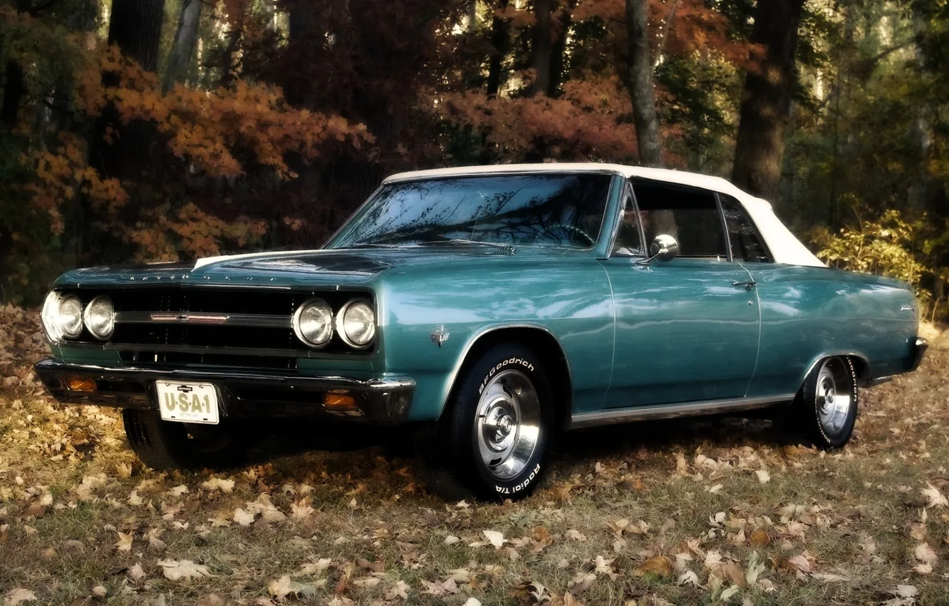 Фото обои лес, листья, Chevrolet, кабриолет, шевроле, мускул кар, 1965, передок