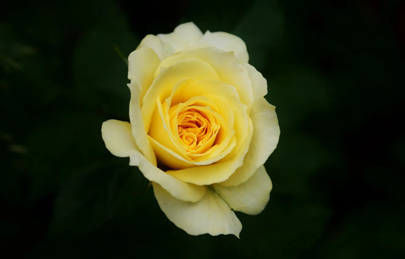 Фото обои зелень, цветок, роза, желтая