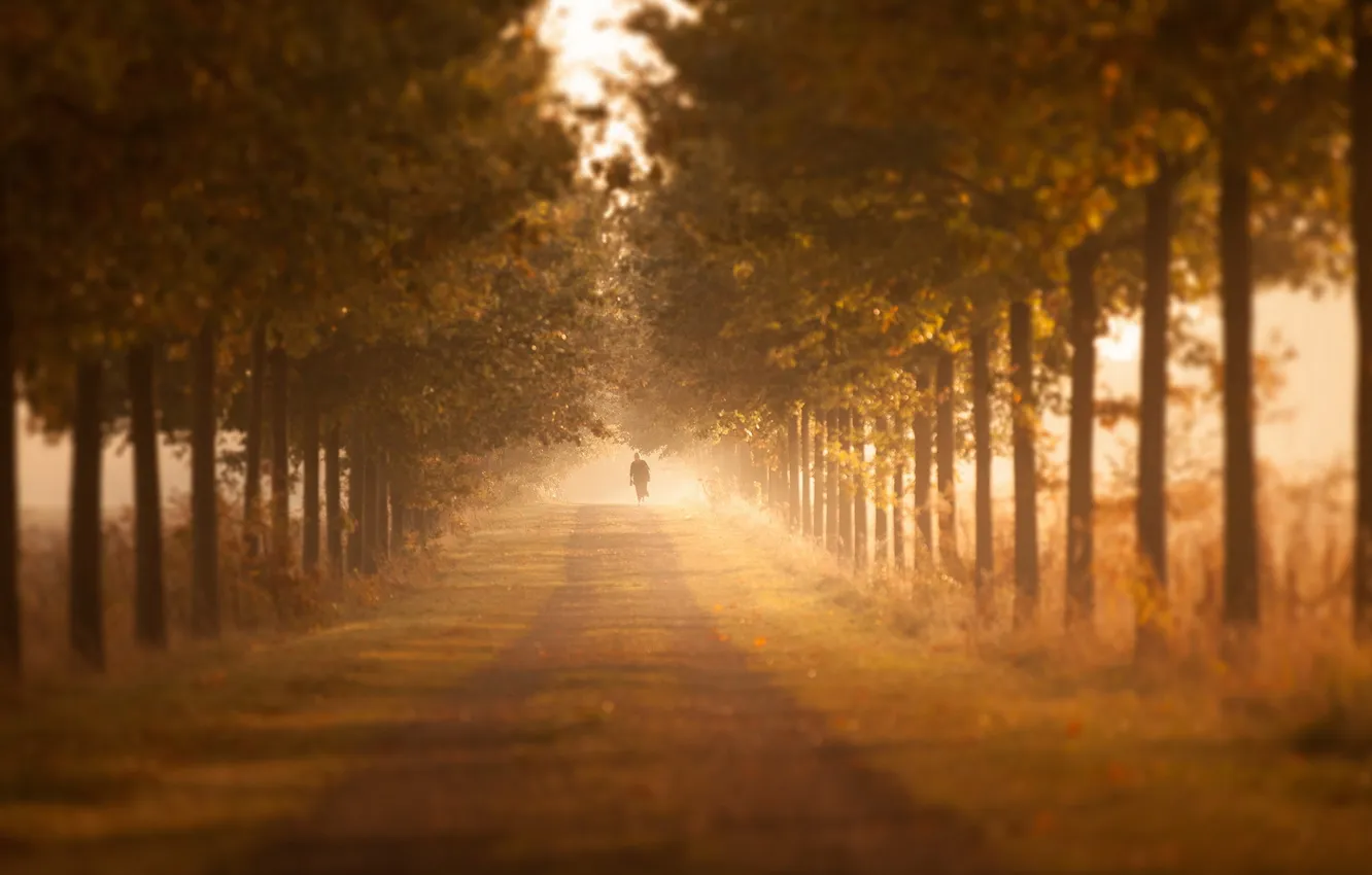 Фото обои дорога, осень, деревья, туман