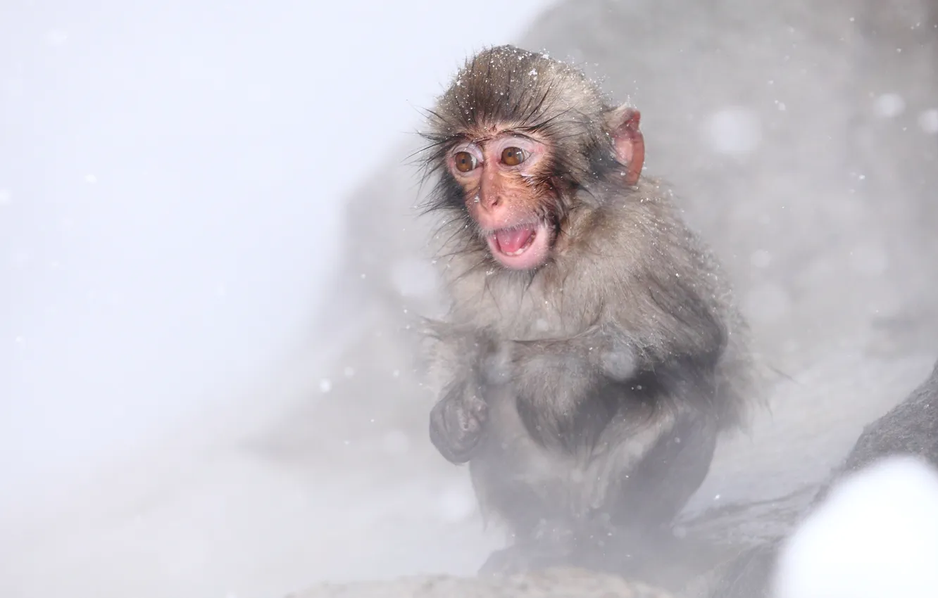 Фото обои Japan, Nagano, Snow monkey