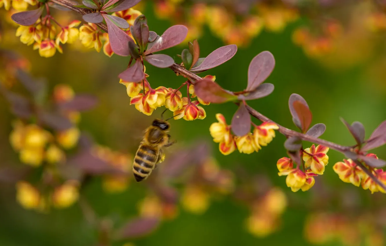 Фото обои макро, пчела, ветка, насекомое, цветение, цветки, боке, барбарис