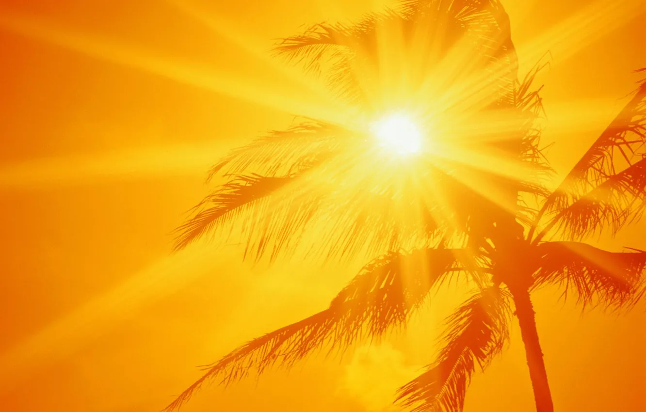 Фото обои солнце, пальма, жара