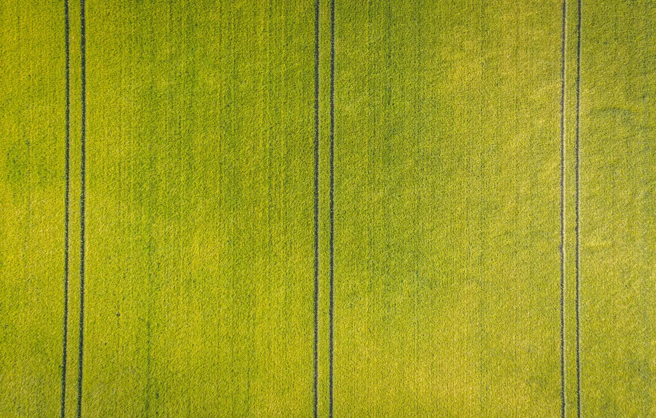 Фото обои поле, след, посевы