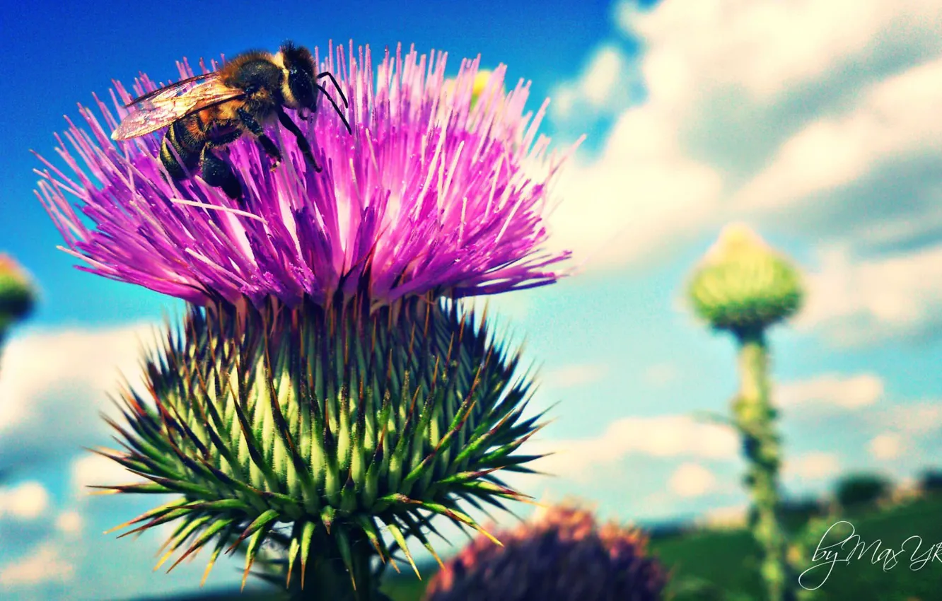 Фото обои цветы, насекомые, пчела, Природа