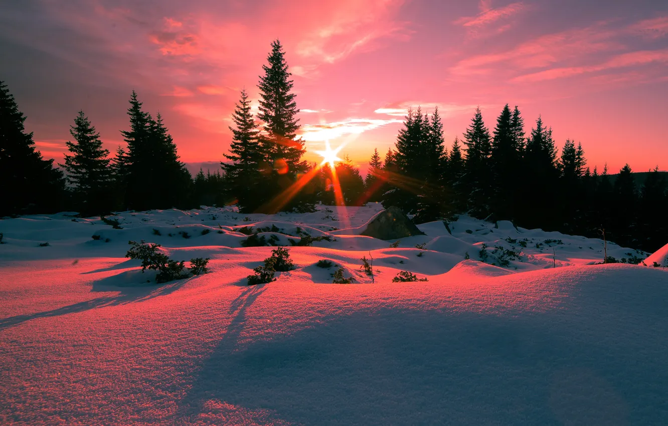 Фото обои солнце, снег, ёлки