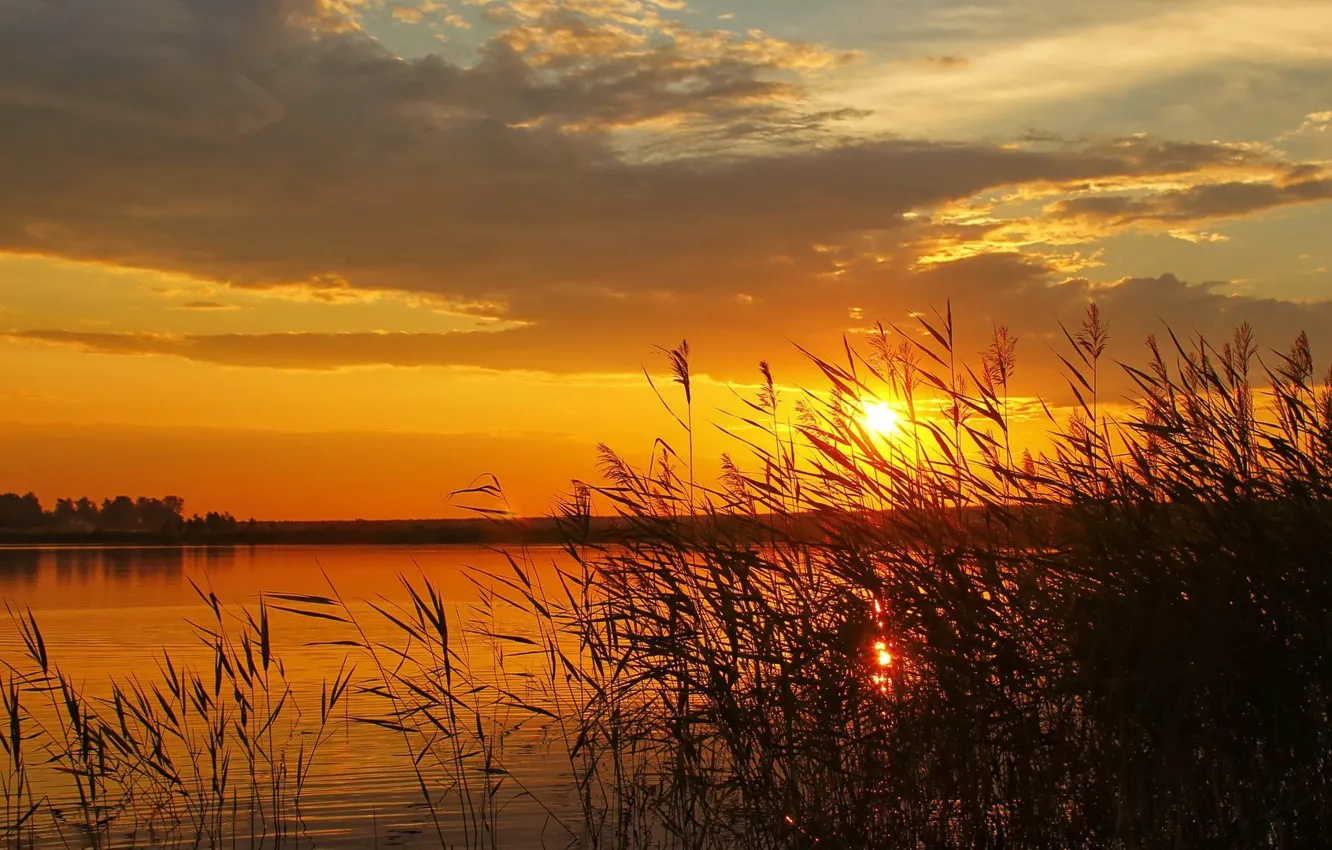 Фото обои river, sunset, cane, reeds