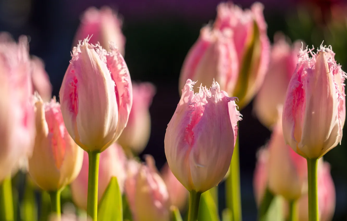 Фото обои макро, цветы, весна, Тюльпаны, розовые, бутоны, боке, махровые
