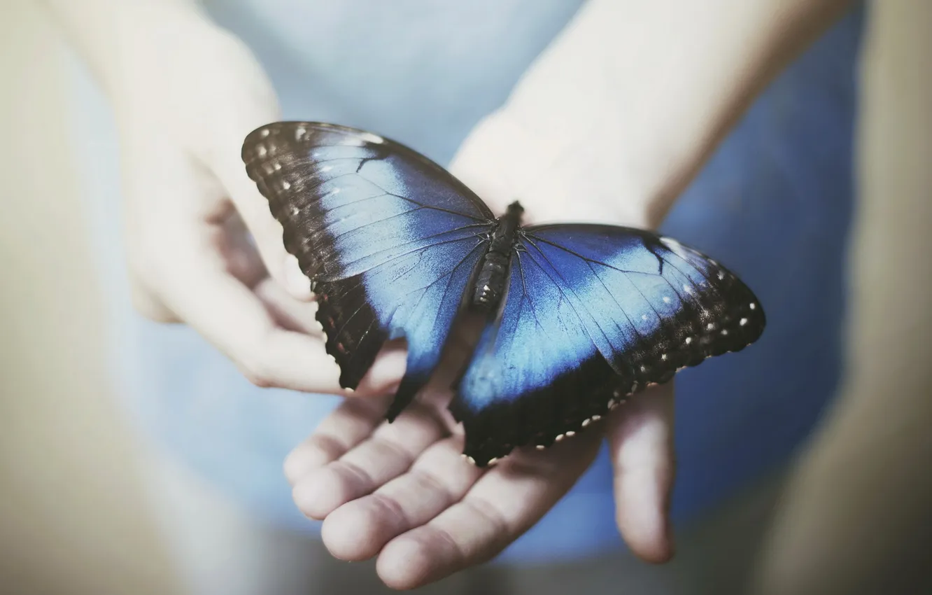 Фото обои бабочка, ситуация, руки