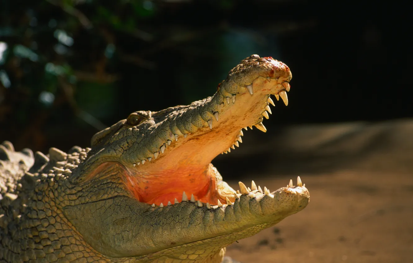 Фото обои челюсти, хищник, зубы, пасть, Крокодил