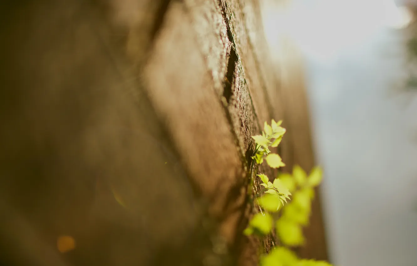 Фото обои листья, макро, стена, стены, растения