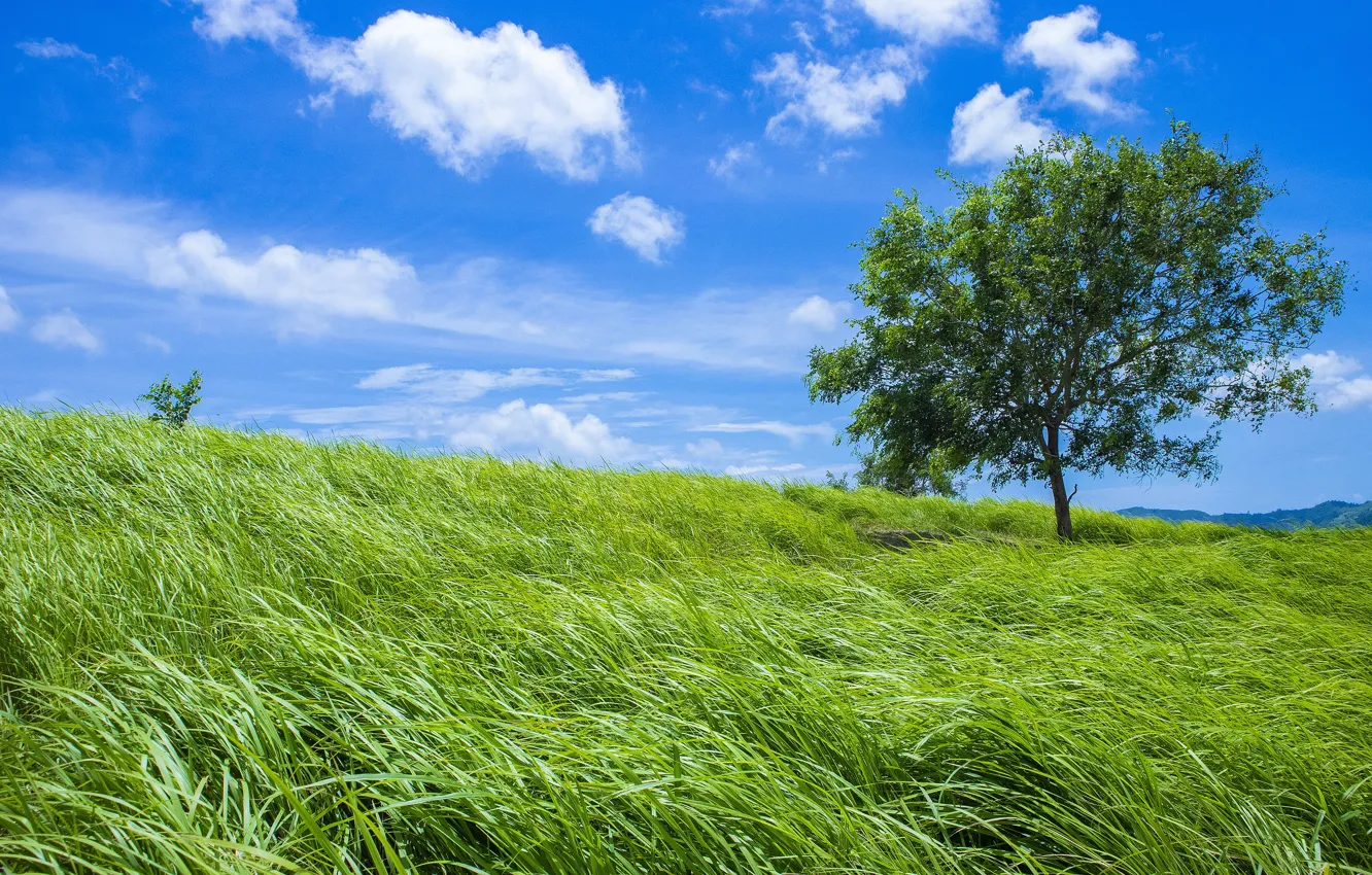 Фото обои зелень, поле, лето, небо, трава, облака, синева, дерево