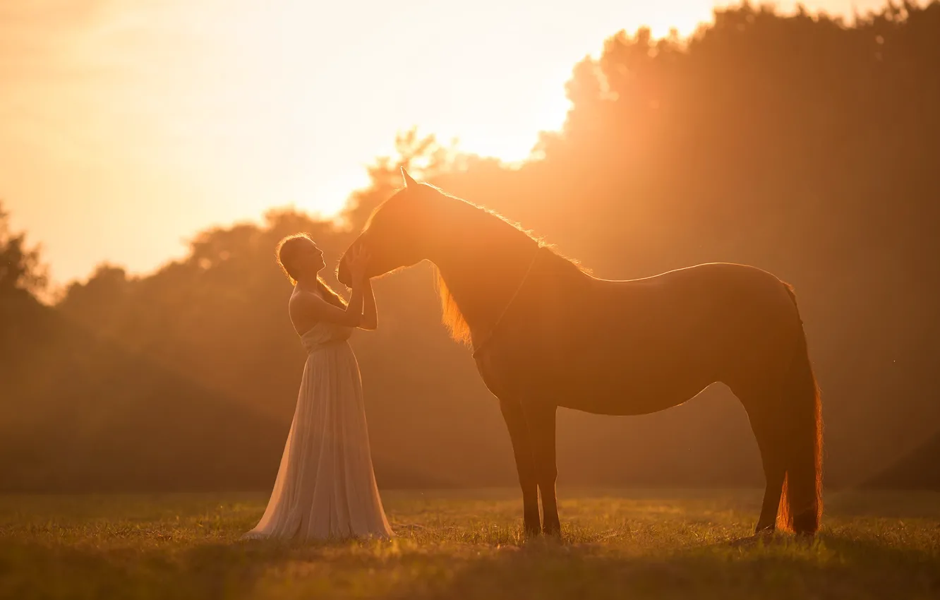 Фото обои девушка, свет, настроение, конь