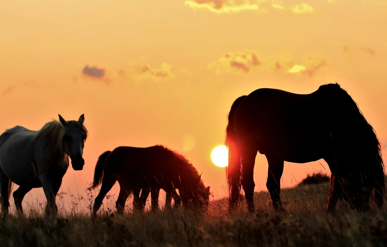 Фото обои поле, небо, солнце, свет, закат, кони, вечер, лошади