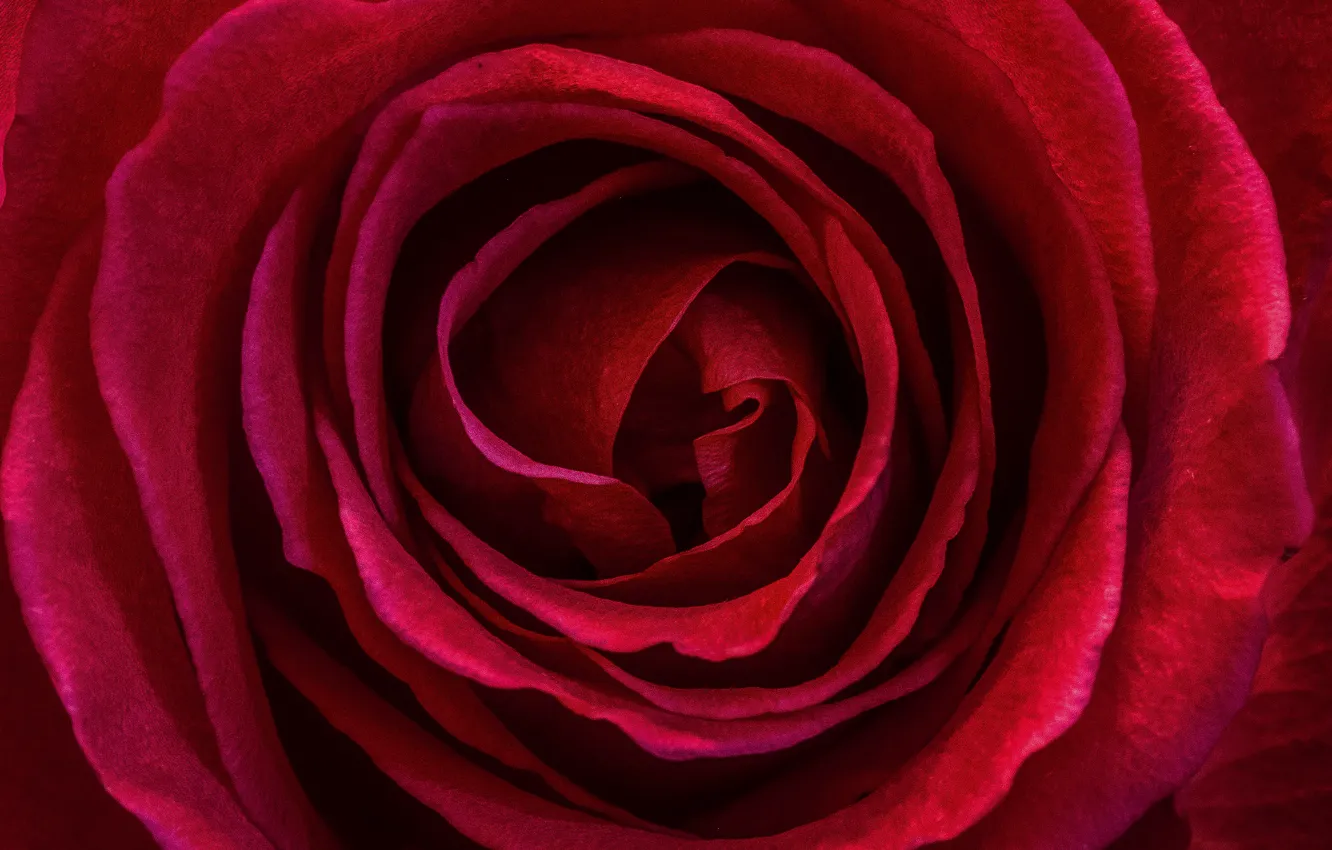 Фото обои Макро, Macro, Red rose, Красная роза