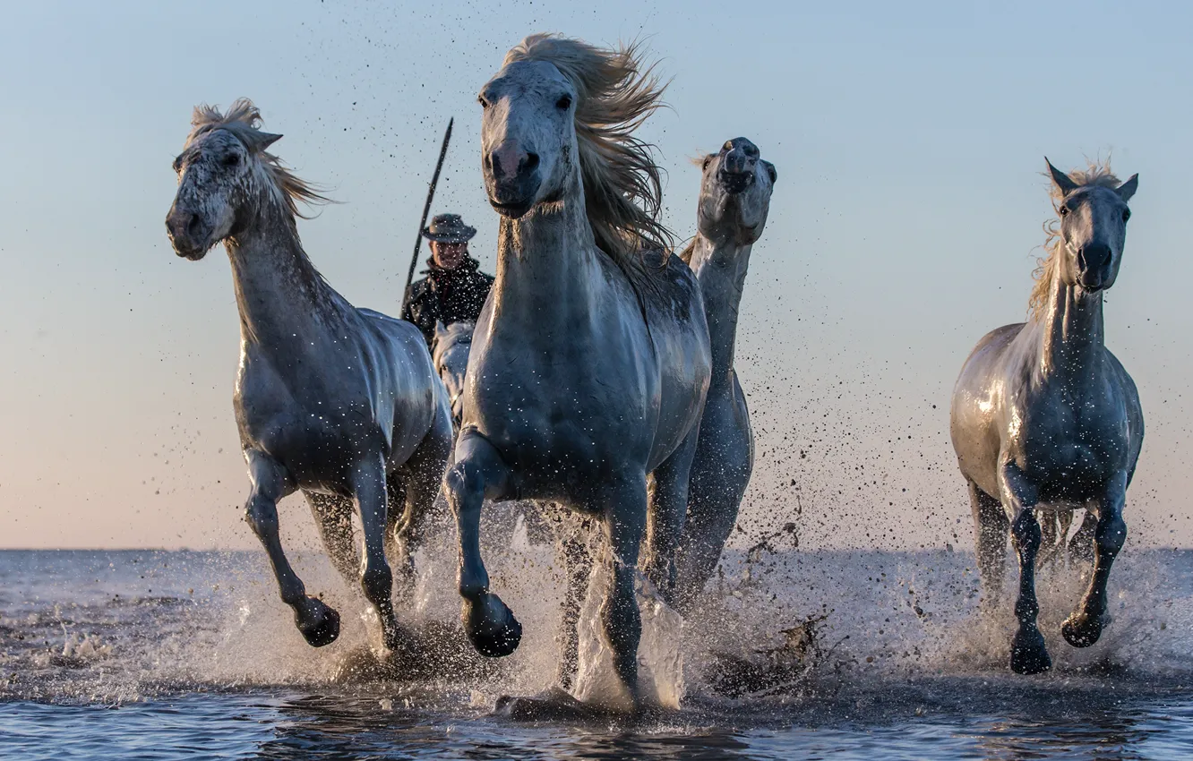 Фото обои вода, брызги, кони, лошади