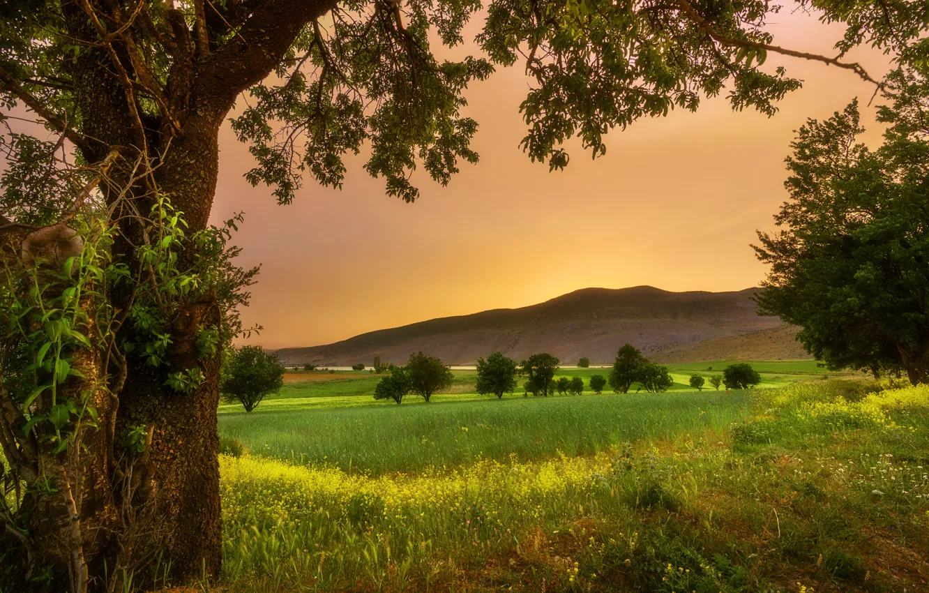 Фото обои поле, трава, деревья, пейзаж, закат, холмы