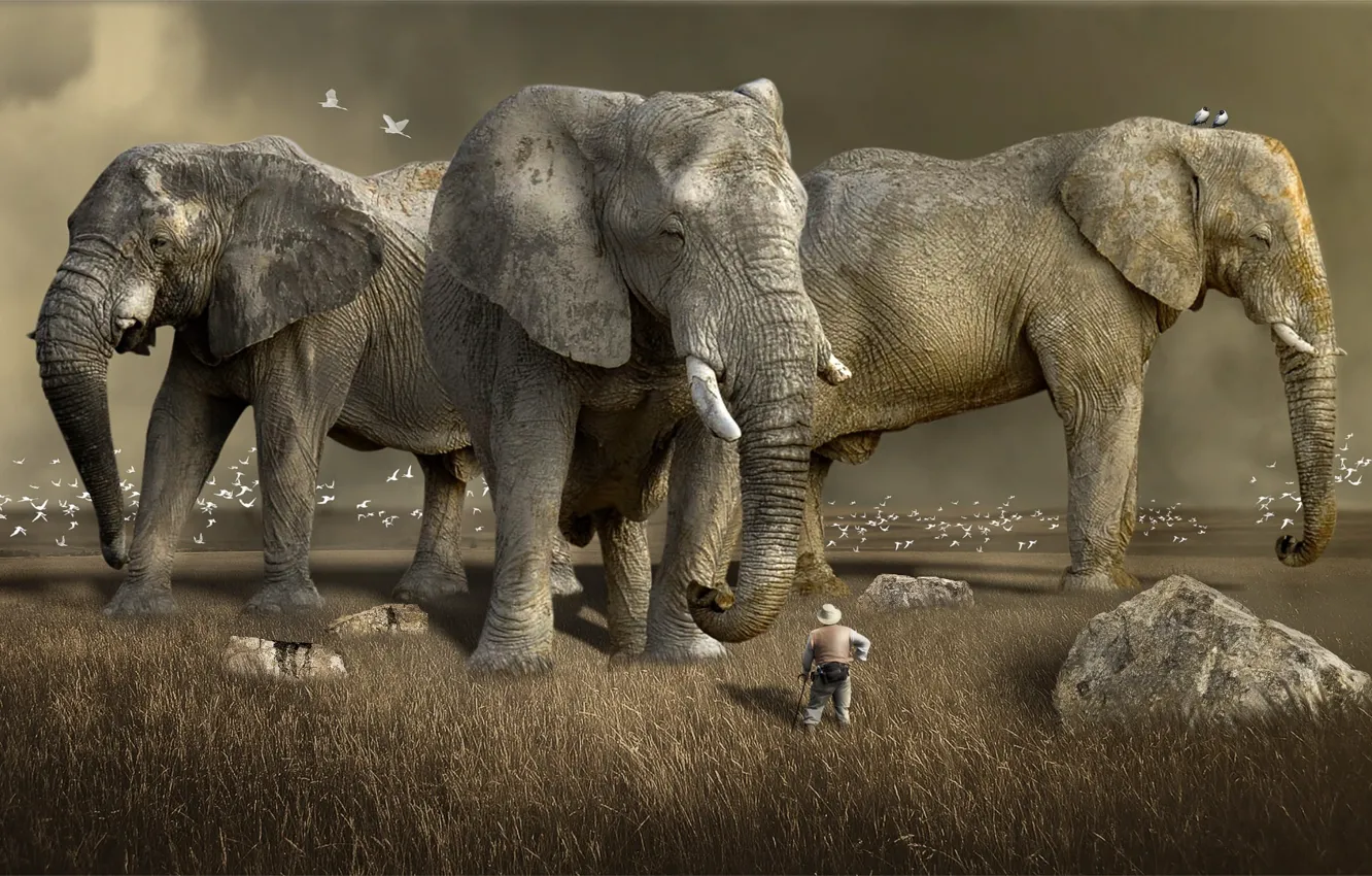 Фото обои nature, africa, animal, wildlife, mammal, three gray elephants