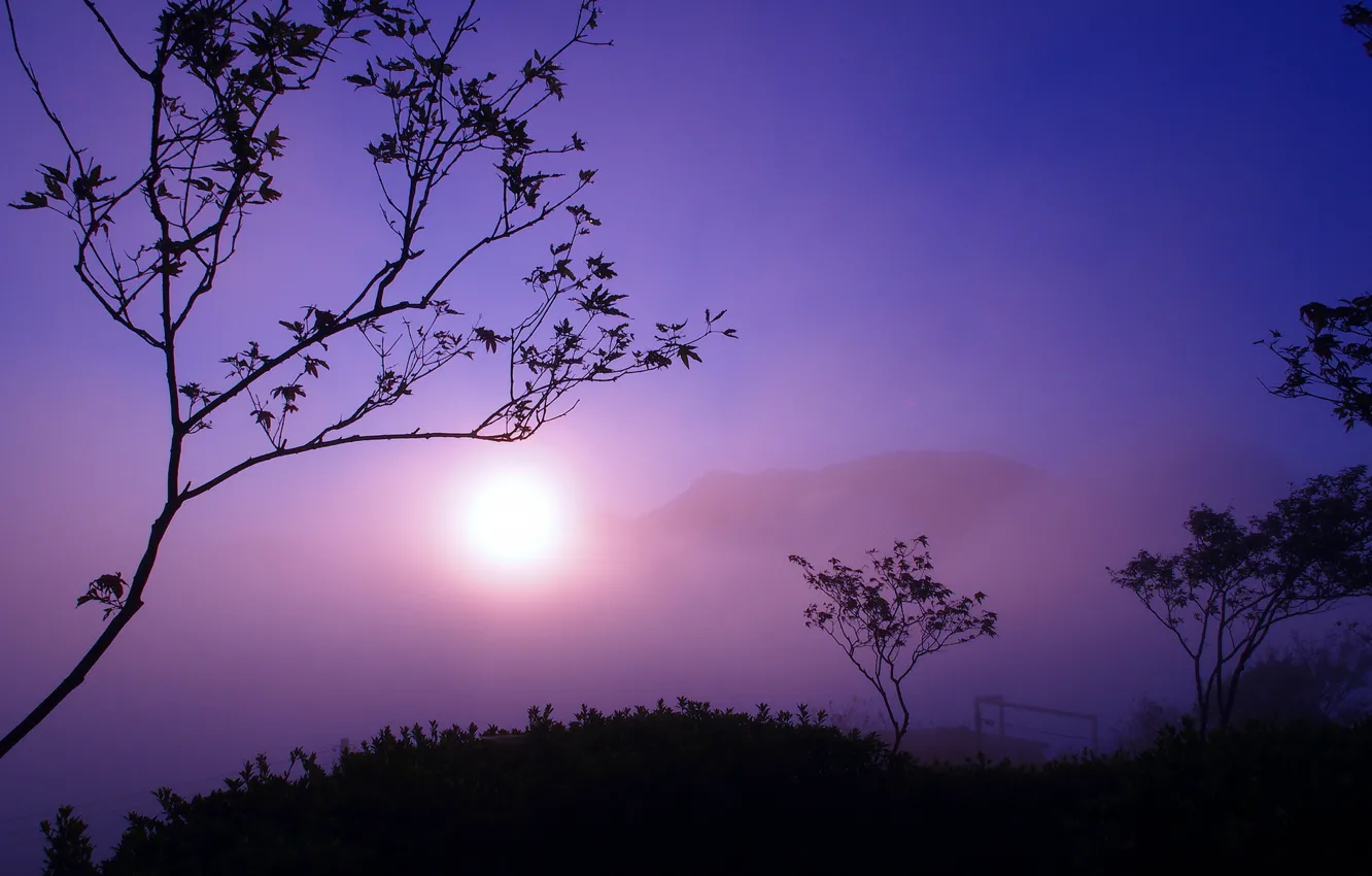 Фото обои солнце, деревья, горы, туман, сумерки, силуэты