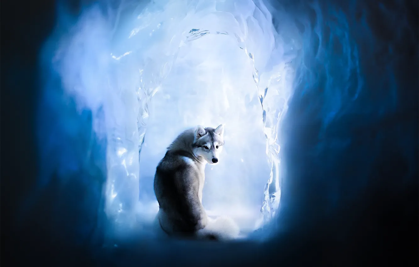 Фото обои лёд, собака, Хаски, ледяная пещера