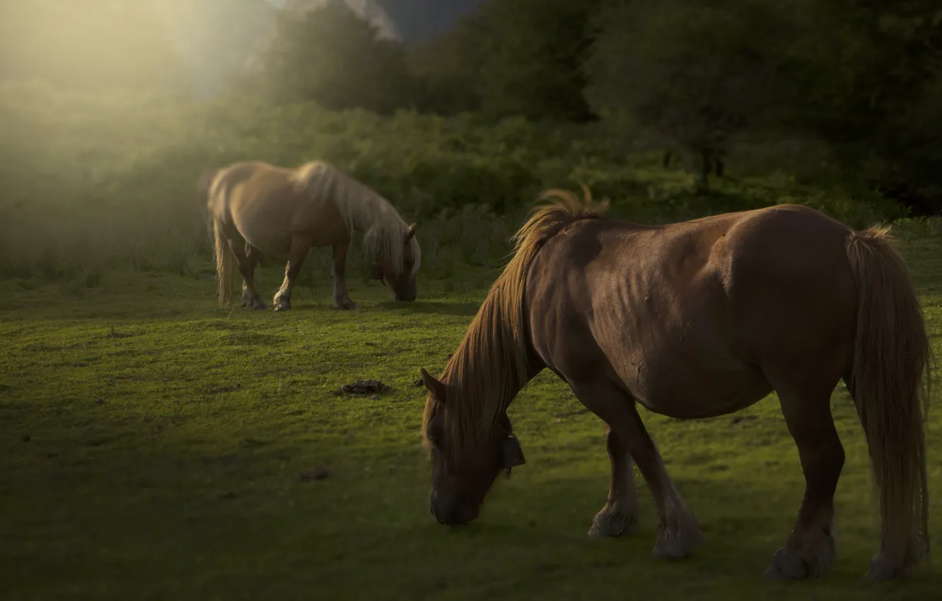 Фото обои поле, лето, трава, свет, деревья, природа, поза, конь