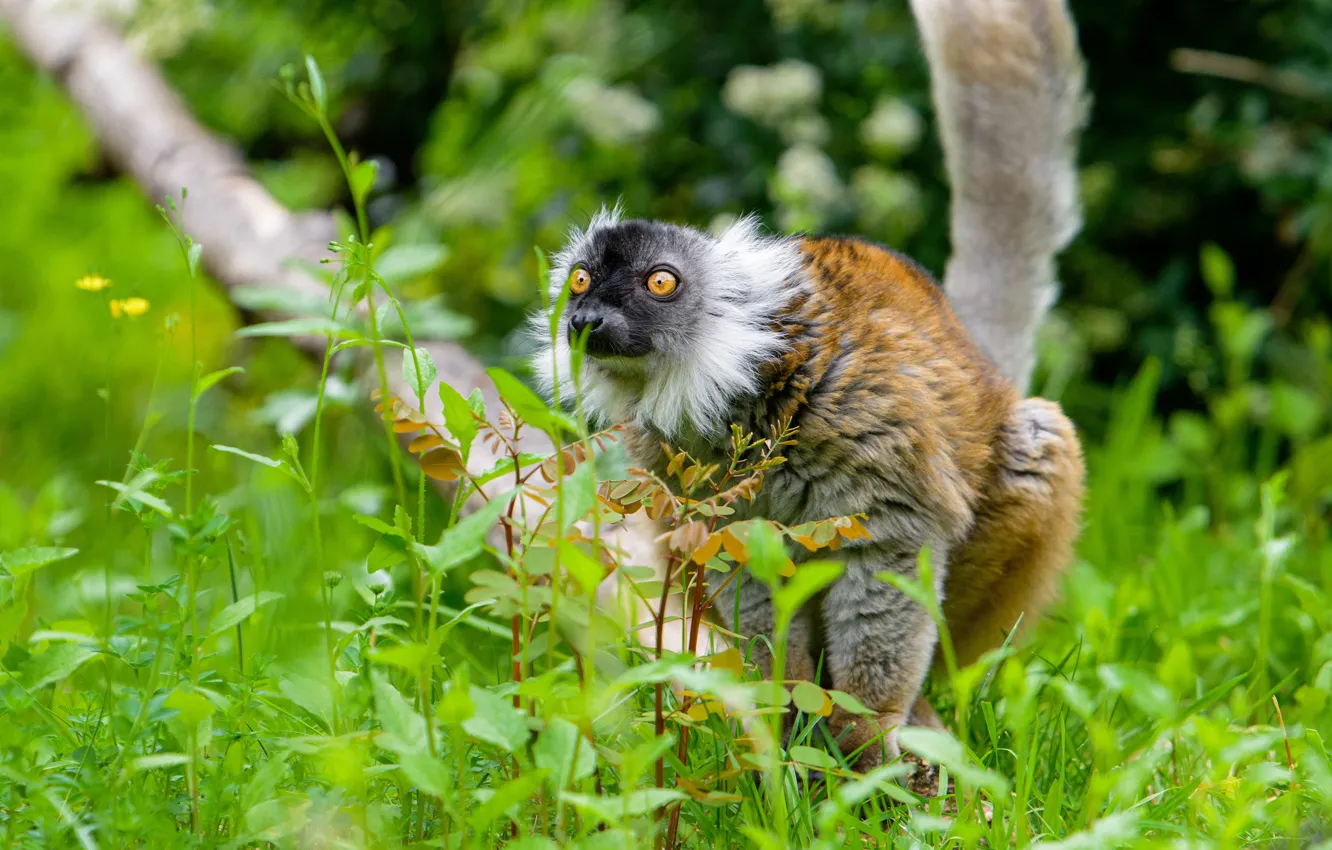 Фото обои трава, взгляд, природа, лемур