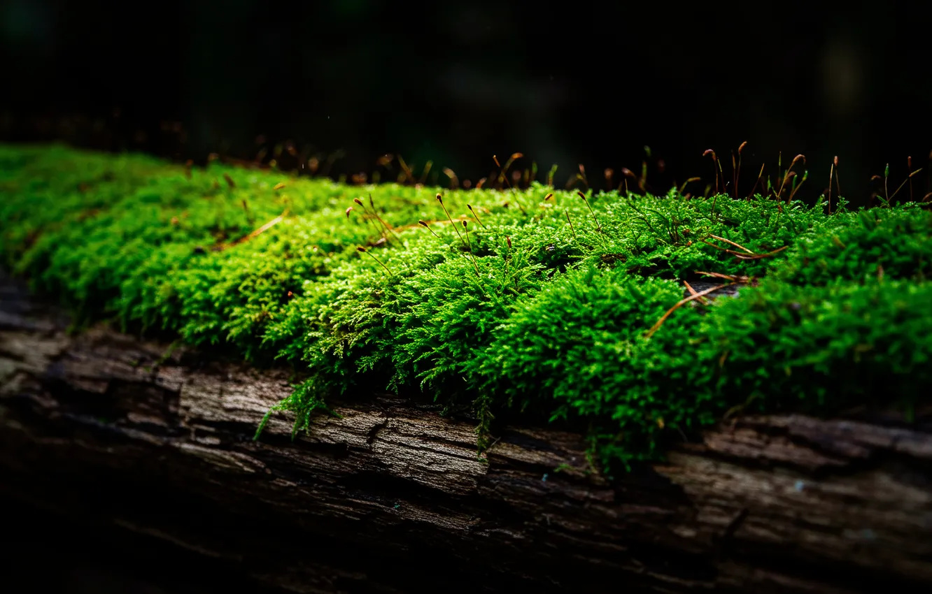 Фото обои макро, темный фон, дерево, мох, бревно, tree, moss, log