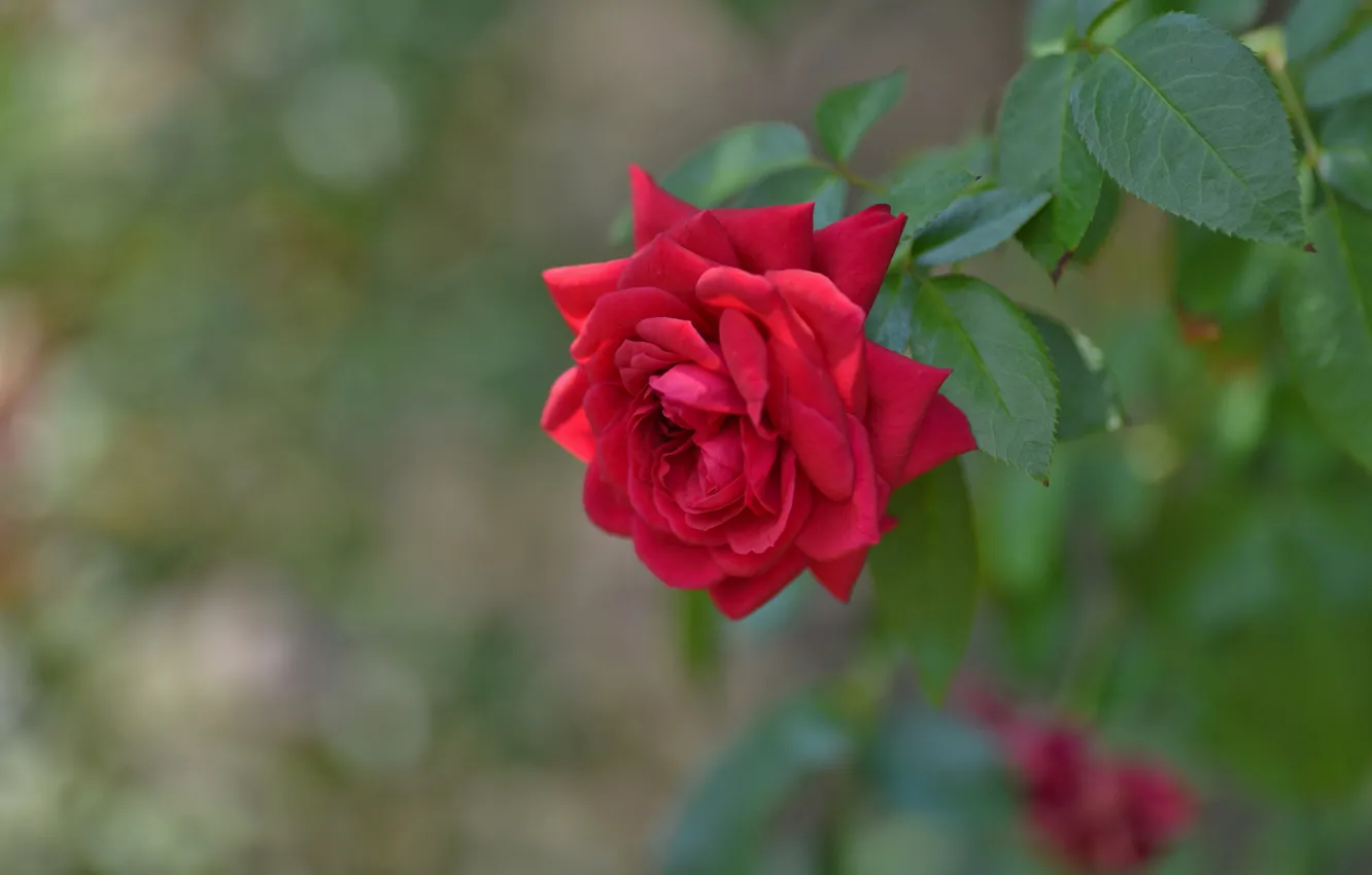 Фото обои листья, роза, лепестки, красная, боке
