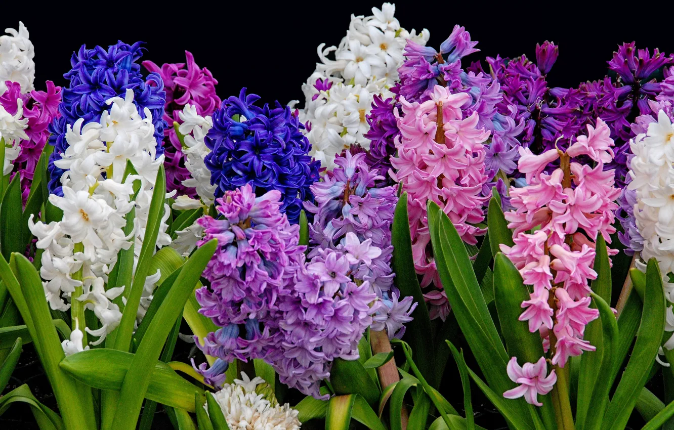 Фото обои фиолетовый, листья, цветы, синий, яркие, букет, весна, розовые